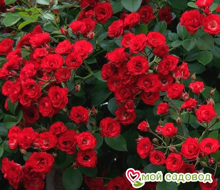Роза мейяндекор фото и описание отзывы Роза мейяндекор фото и описание отзывы