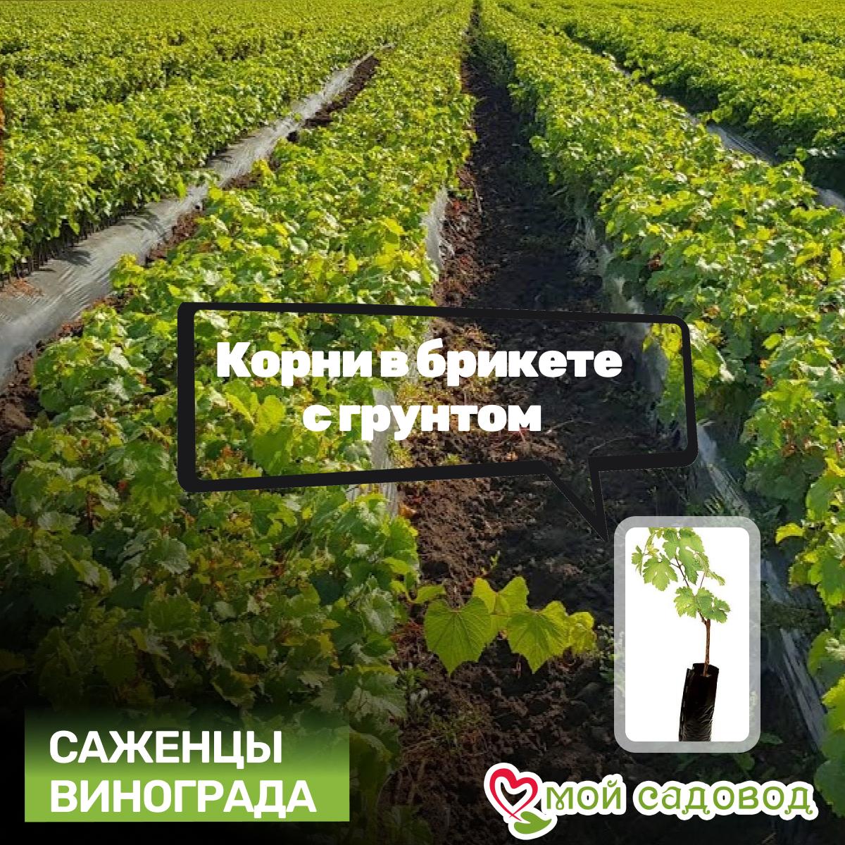 Виноград Триумф