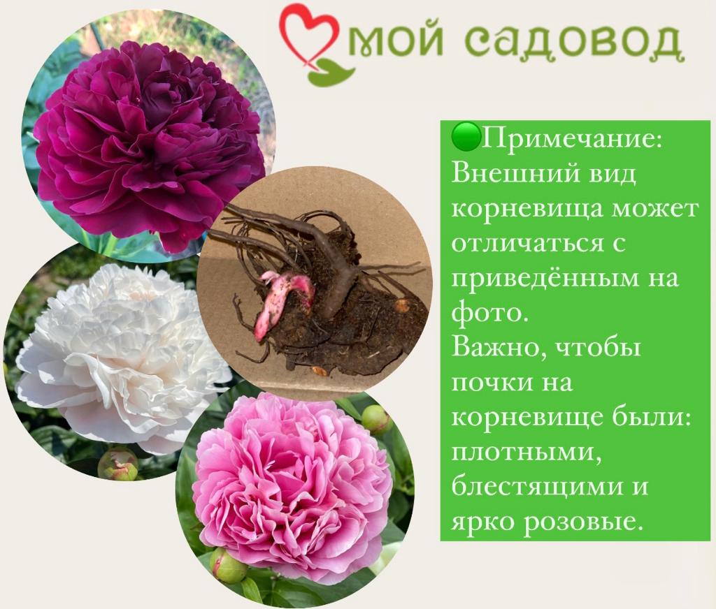 Пион Лорелея