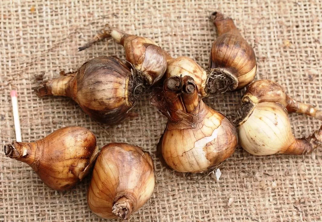 Нарцисс Лирик